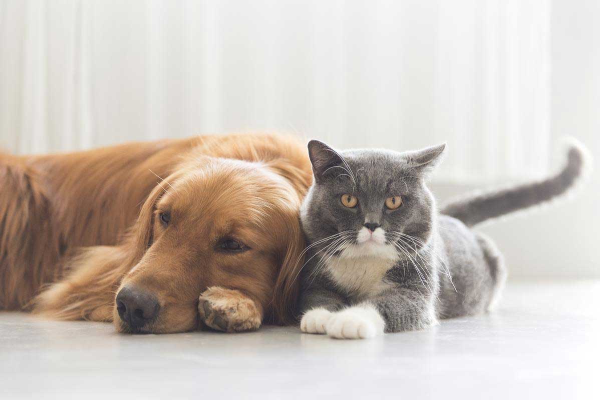 about our veterinary practice Malverne, NY