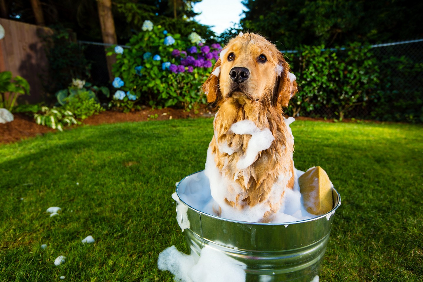 Grooming Malverne, NY