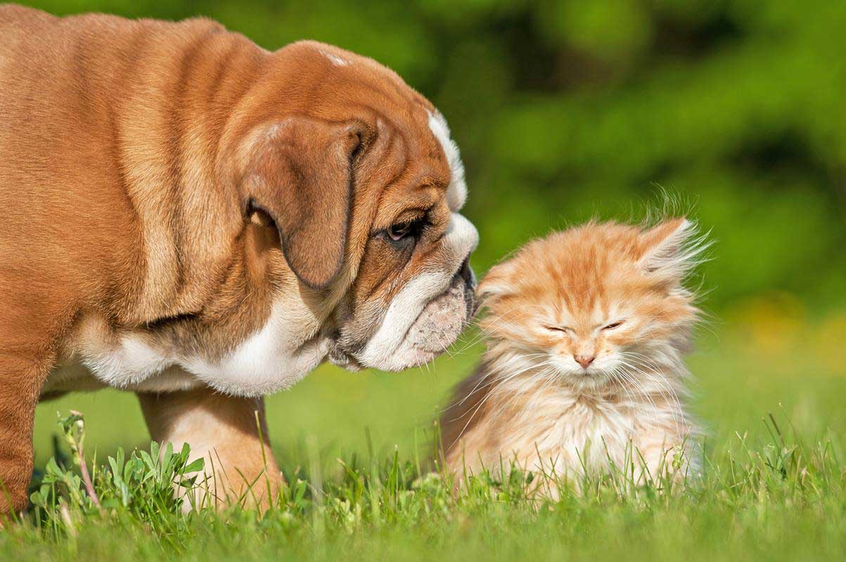 Puppy & Kitten Care Malverne, NY
