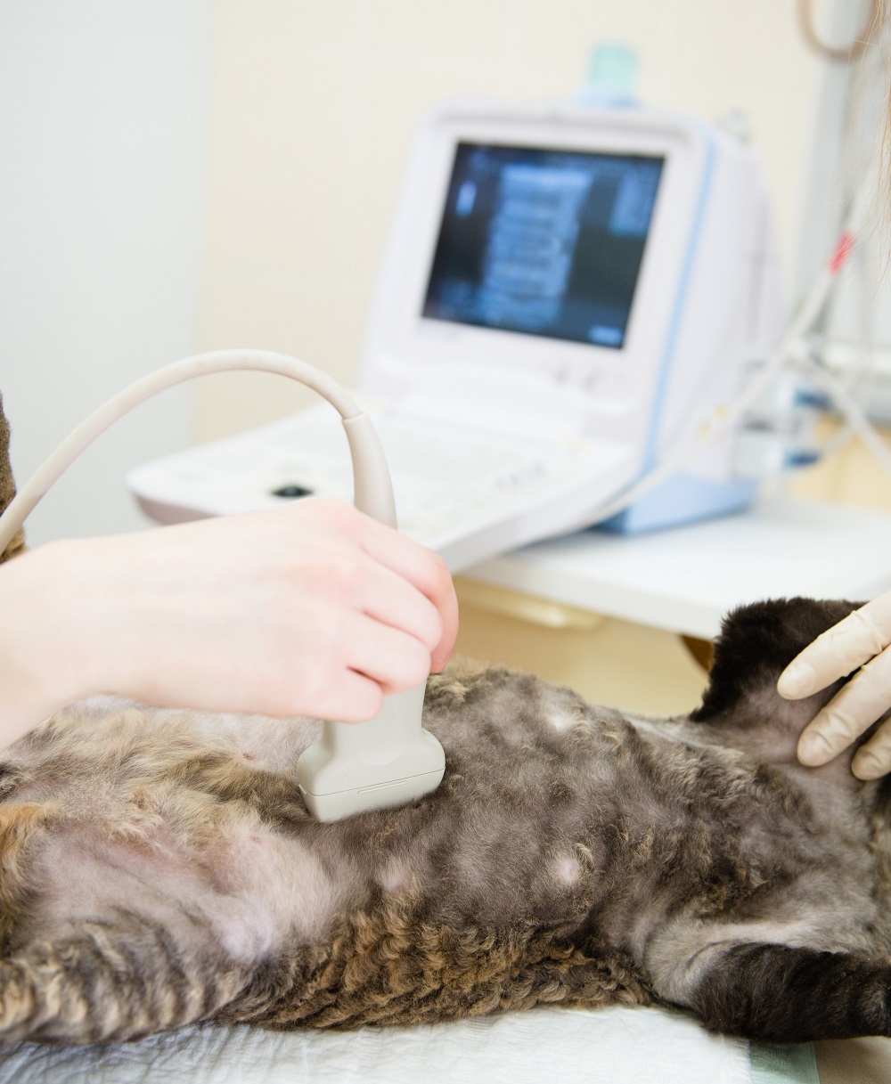 Ultrasound Malverne, NY