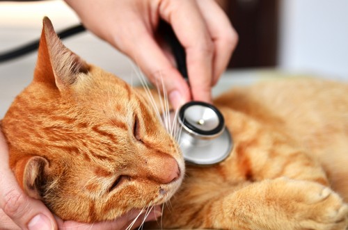 veterinary services Malverne, NY
